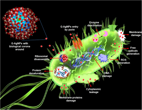Here is an illustration showing gold nanoparticles acting as an antibiotic. The image visually represents gold nanoparticles interacting with bacterial cells, causing membrane disruption, generating reactive oxygen species (ROS), and preventing biofilm formation. The image focuses on the interactions between the gold nanoparticles and bacteria, highlighting their potential as an antibacterial agent. This visual could be useful for educational and research purposes to demonstrate how gold nanoparticles work as an antibiotic.